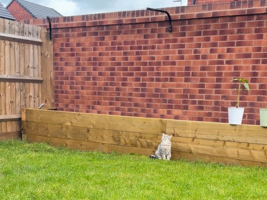 A cat on the lawn beside a brick garden wall fitted with Safe Whiskers brackets and mesh.