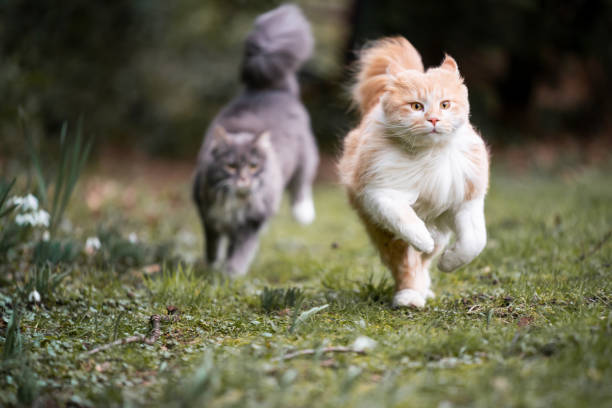 Cats outdoors in a garden