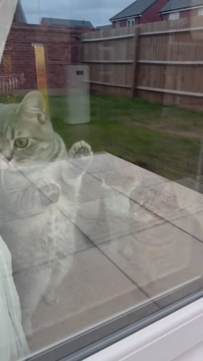 Cat Fence